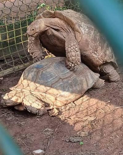 Giant Tortoises