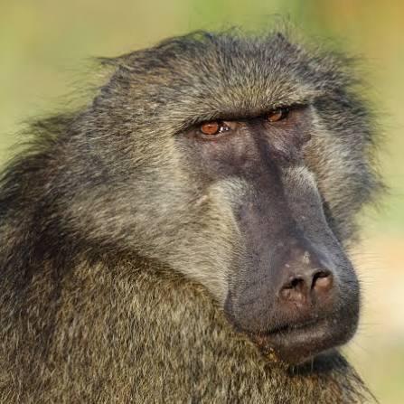 Baboons