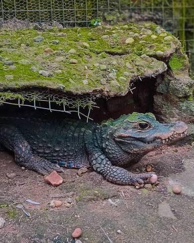 Nile Crocodiles