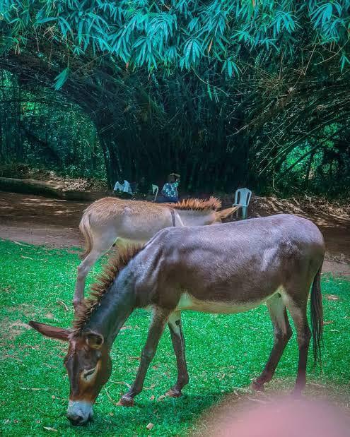 Donkeys