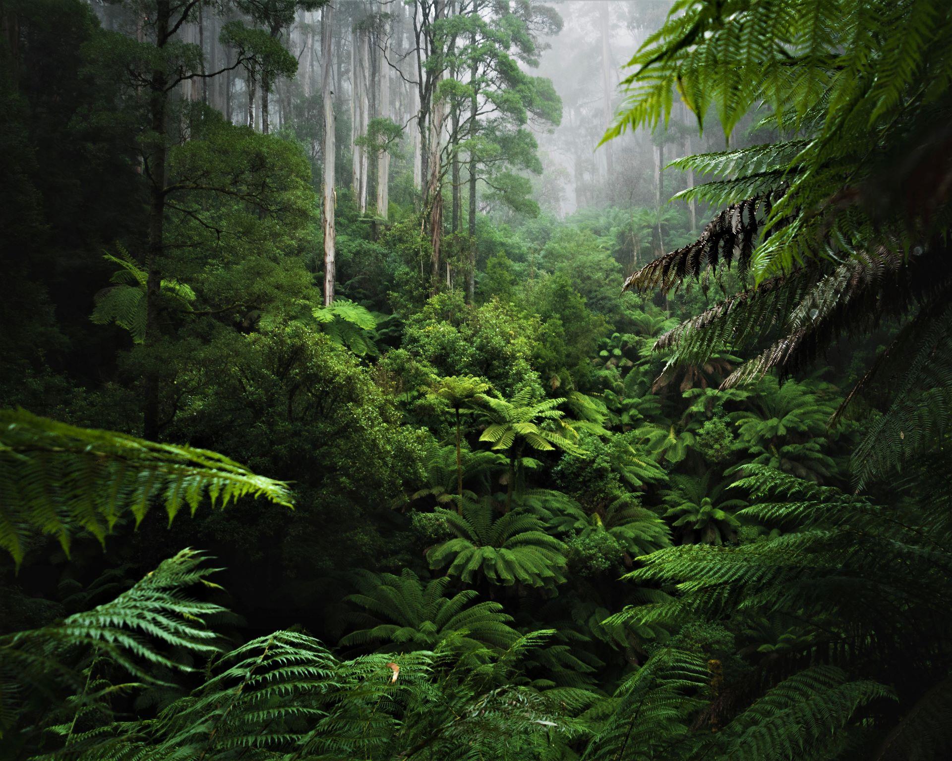 Ancient Arboretum