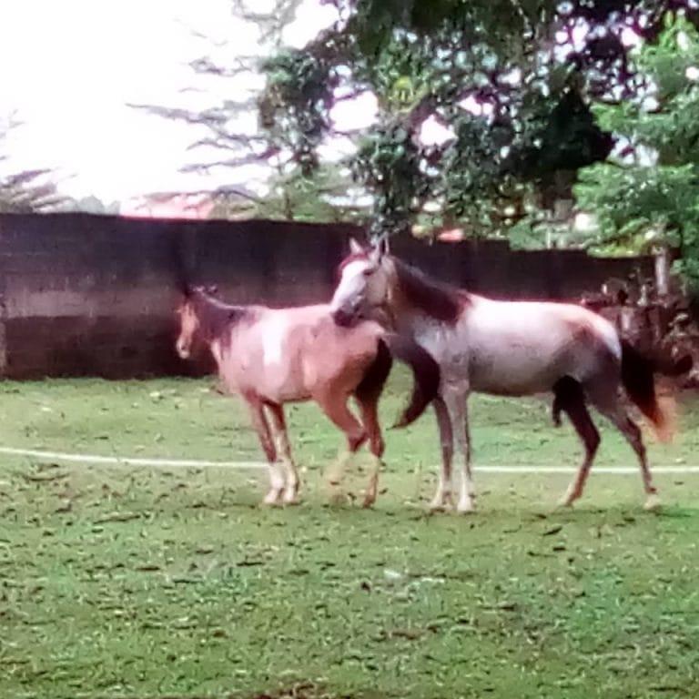 Horses