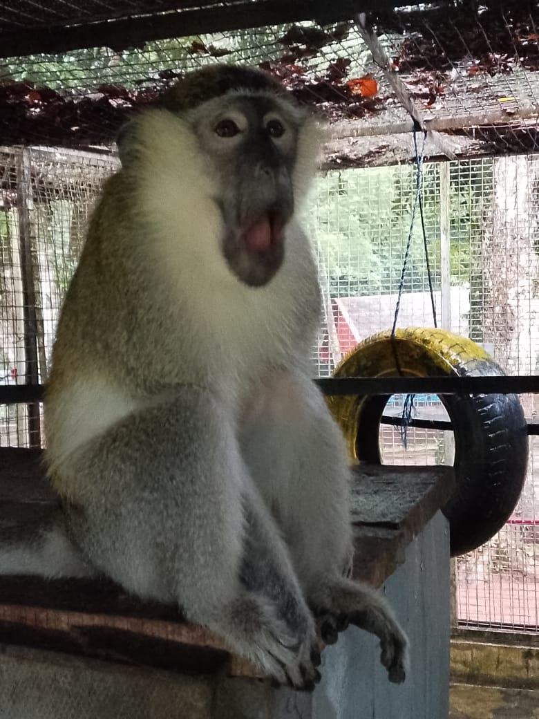Monkeys