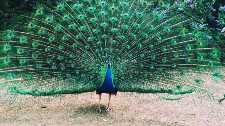 Peafowls