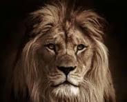 Lions